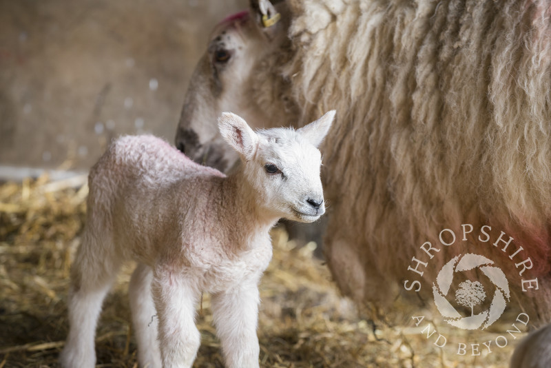 A newborn lamb in a barn at Shelve, Shropshire.