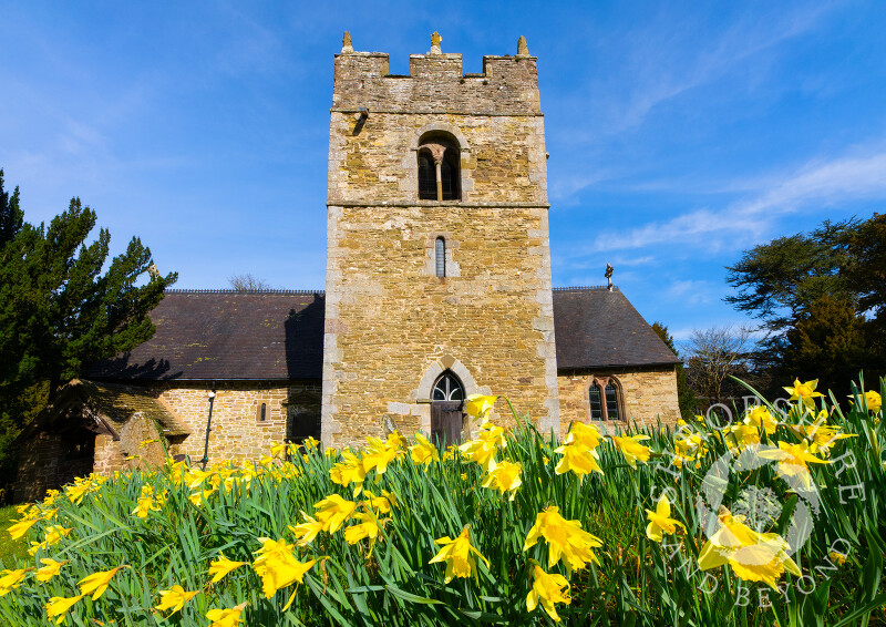 Daffodils in St Edith's churchyard, Eaton-under-Heywood, Shropshire.