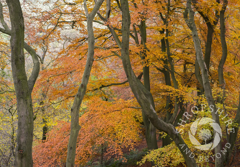 Beech trees in autumn on the Wrekin, Shropshire.