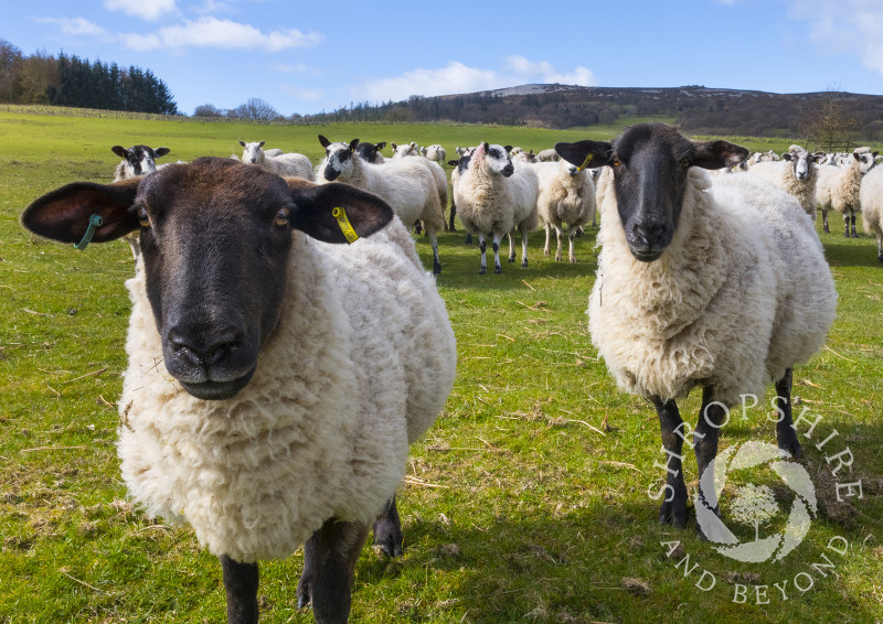 Sheep in a field beneath the Stiperstones, Shropshire.