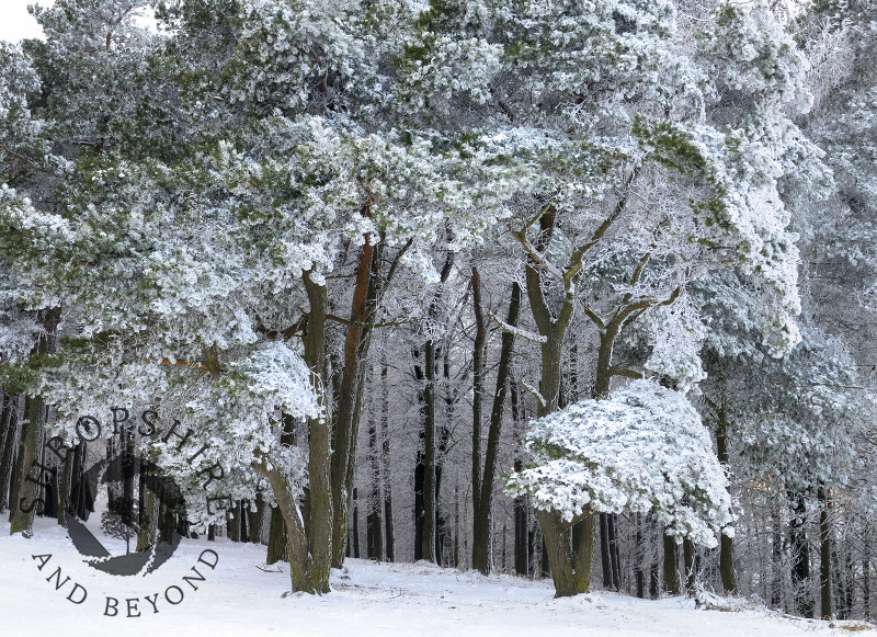 Trees covered in snow and frost near the summit of the Wrekin, Shropshire.