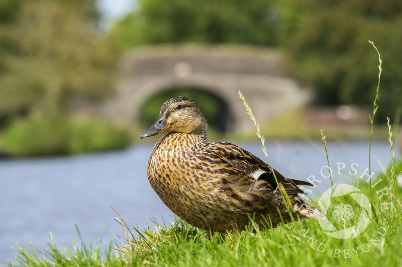 A mallard beside the Shropshire Union Canal at Adderley, Shropshire.