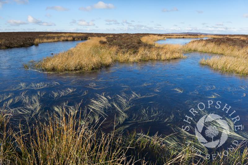 Frozen Pole Cottage pond on the Long Mynd in winter, Shropshire.