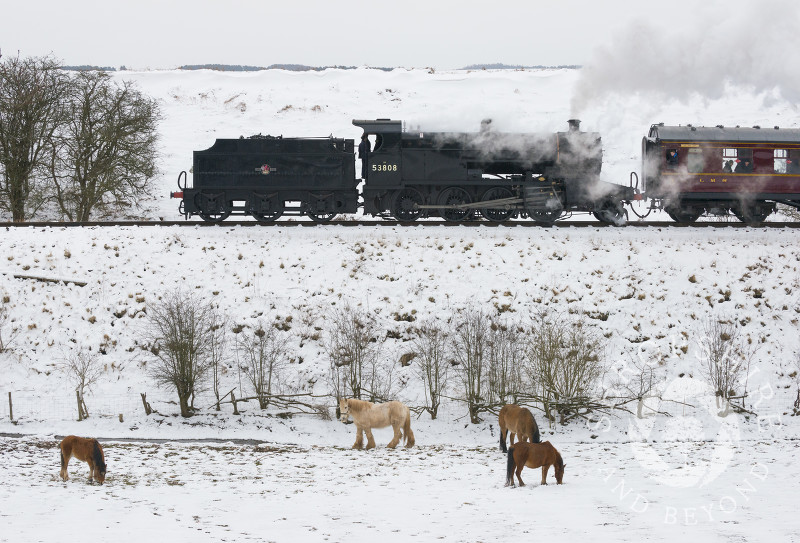 Steam locomotive 53808 on the Severn Valley Railway near Hampton Loade, Shropshire.