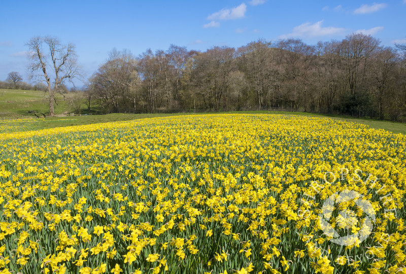 Gatten Valley daffodil field, near the Stiperstones, Shropshire.