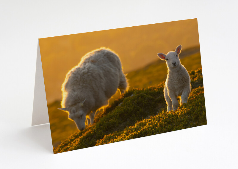 Sheep at sunrise on Titterstone Clee, Shropshire.