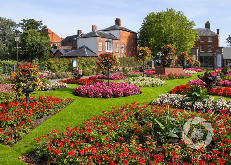 Flowers in Cae Glas Park, Oswestry, Shropshire.