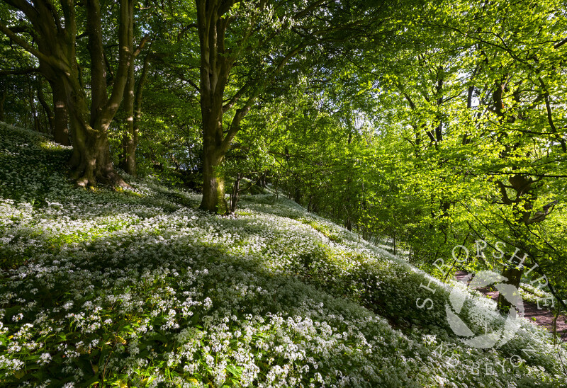 Evening light bathes wild garlic on Wenlock Edge, Shropshire.