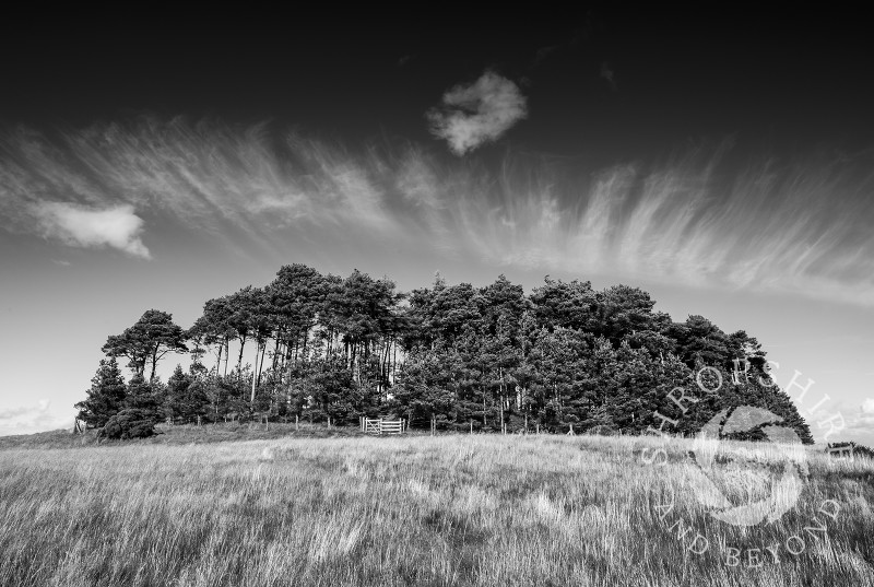 Bromlow Callow and its iconic crown of pine trees, Shropshire, England.