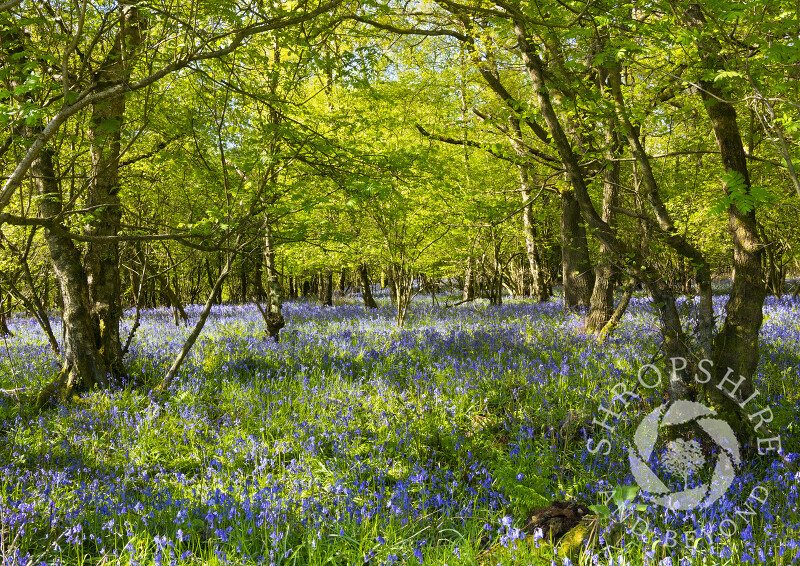 Carpet of bluebells on the slopes of the Wrekin, Shropshire.