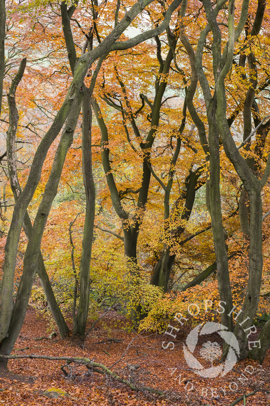 Beech trees in autumn on the Wrekin, Shropshire.