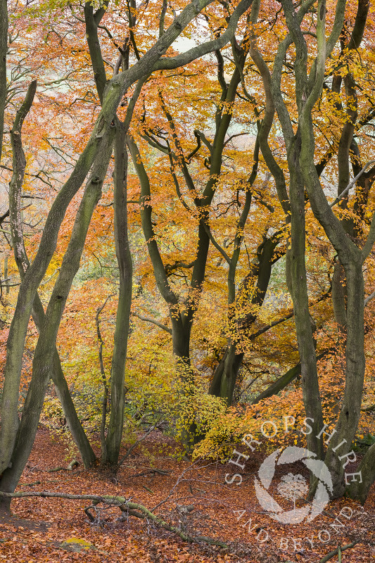 Beech trees in autumn on the Wrekin, Shropshire.