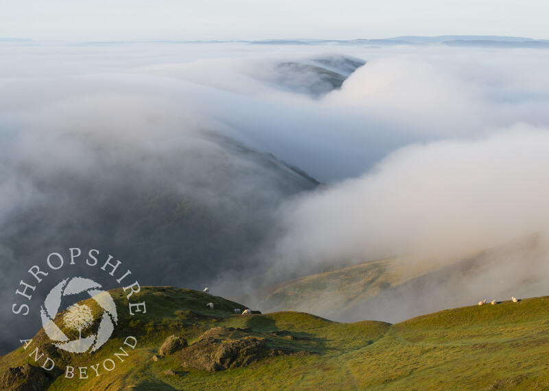 Early morning fog over Helmeth Hill and Ragleth, seen from Caradoc, Shropshire.