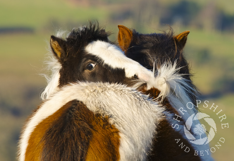Wild ponies on Hopesay Common, near Craven Arms, Shropshire.