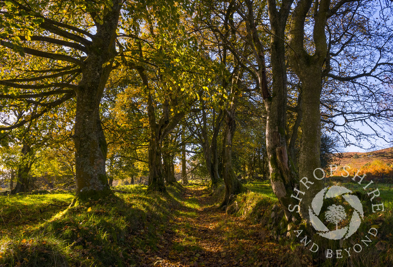 Autumn pathway through Brook Vessons Nature Reserve, Shropshire
