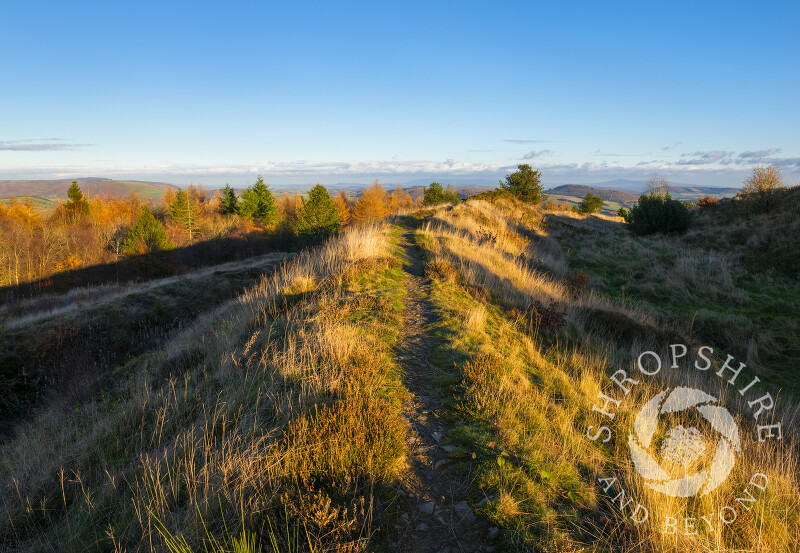 Autumn sunshine on Bury Ditches Iron Age Hill Fort near Clun, Shropshire, England.