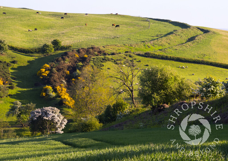 Evening light picks out Offa's Dyke in the Clun Valley, Shropshire.