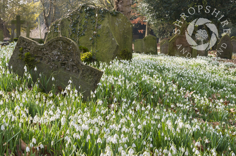 Snowdrops among the gravestones at St Peter's Church, Stanton Lacy, Shropshire.