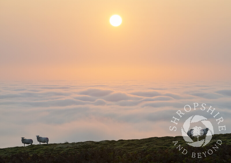 Cloud inversion at sunrise, seen from Titterstone Clee, Shropshire
