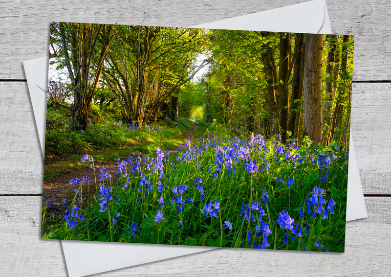 Bluebells along the Shropshire Way on Wenlock Edge.