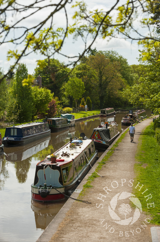 A lone figure on the towpath along the Shropshire Union Canal at Market Drayton, Shropshire, England.
