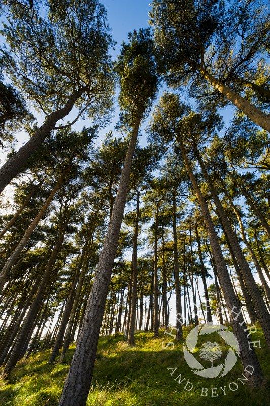 Among the trees on Bromlow Callow, South Shropshire, England.