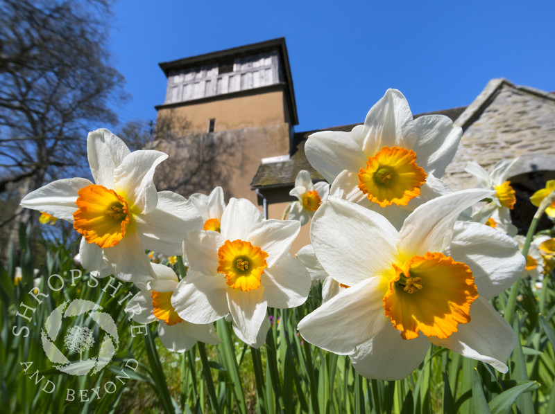 Daffodils in the churchyard of St James at Shipton, Shropshire.