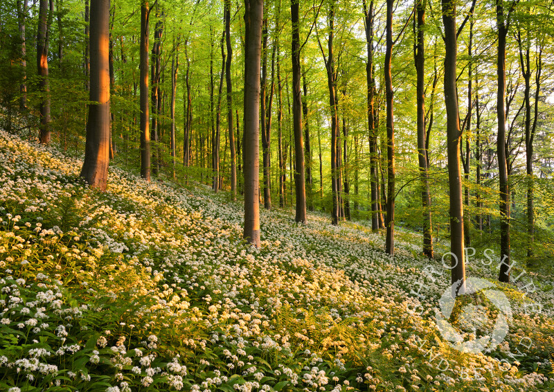 The sun sets on a carpet of wild garlic on Wenlock Edge, Shropshire.