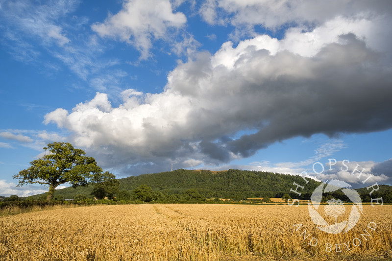 Storm clouds over a wheat field beneath the Wrekin, Shropshire.