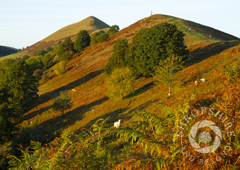 Autumn morning on the Lawley, near Church Stretton, Shropshire.