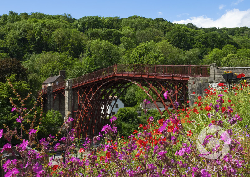 Wild flowers growing beside the Iron Bridge, Shropshire.