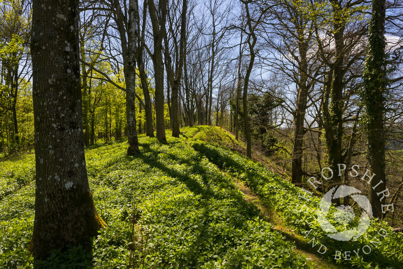 A path along the ramparts at Norton Camp Iron Age hill fort, near Craven Arms, Shropshire.