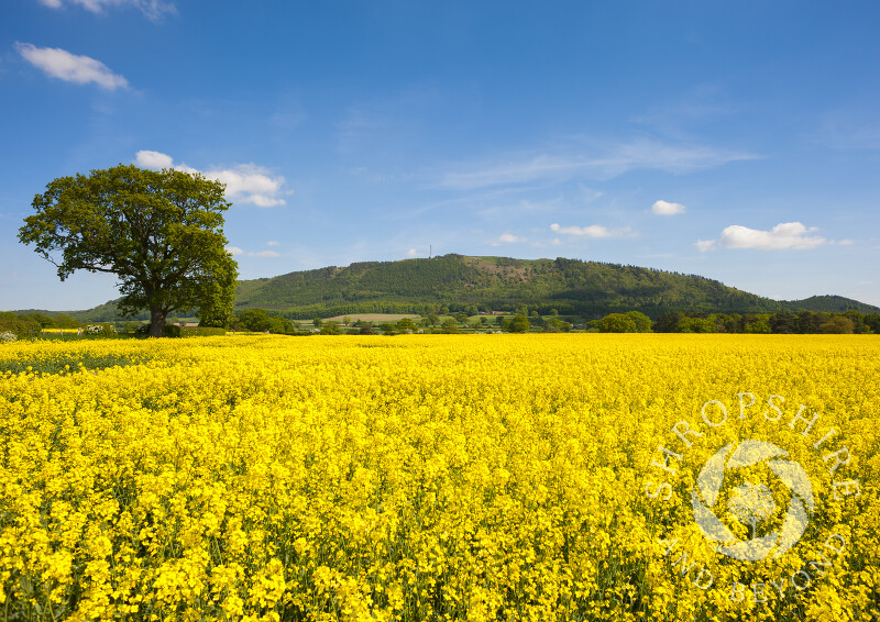 A field of oilseed rape beneath the Wrekin, Shropshire, England.