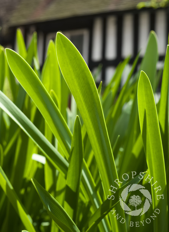 A plant growing in the garden at Erasmus Darwin House in Lichfield, Staffordshire, England.