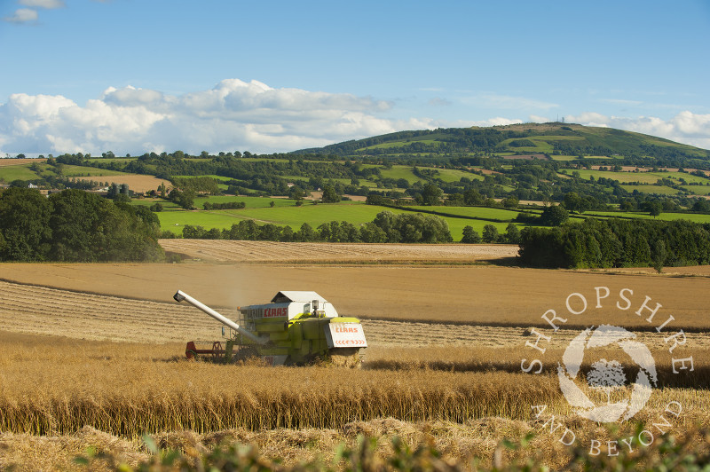 A combine harvester working beneath Brown Clee Hill, Shropshire, England.