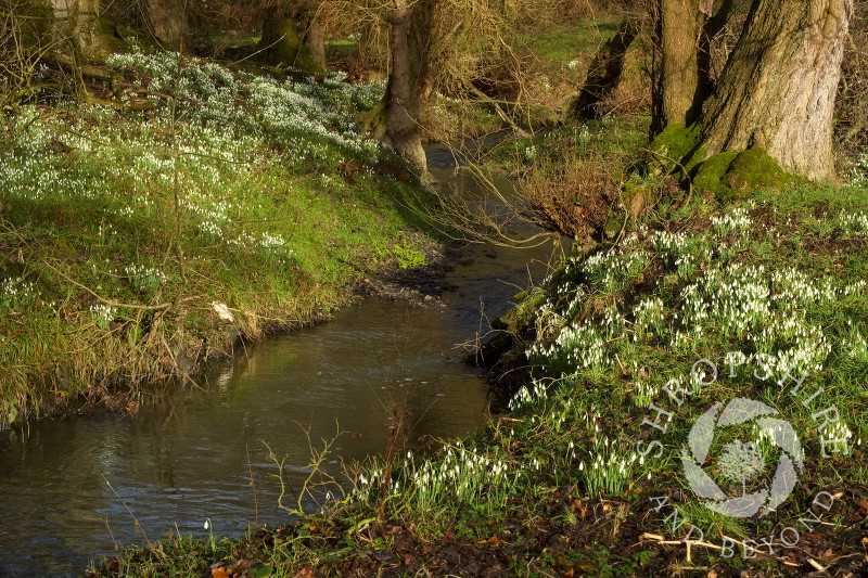 Snowdrops beside Coundmoor Brook, near Cound, Shropshire.