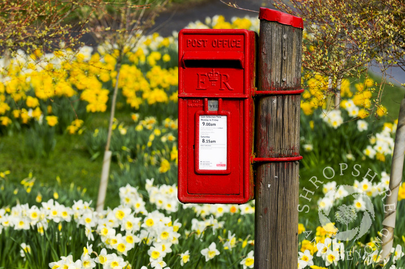 Daffodils surround a post box at Richards Castle, near Ludlow, Shropshire, England.