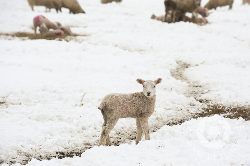 Lambs and sheep in spring snow on the Stiperstones in South Shropshire, England.