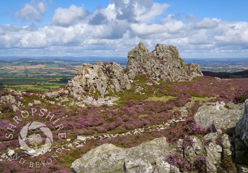 The Devil's Chair surrounded by purple heather on the Stiperstones, Shropshire.