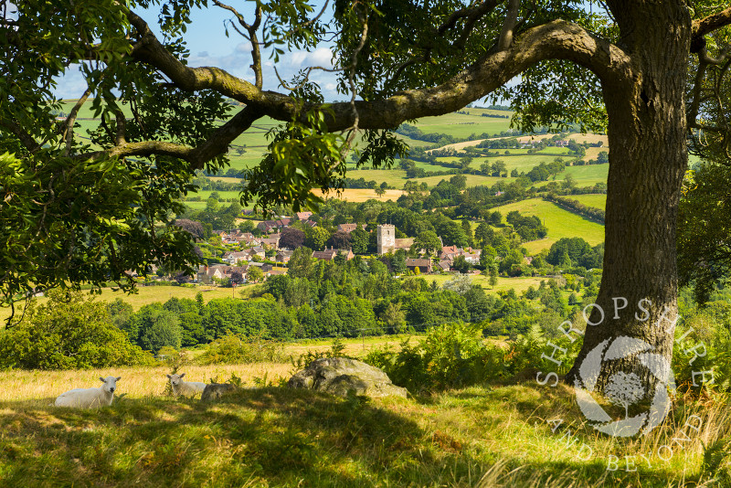 A tree on Hill End frames a view of the village of Cardington in the Shropshire Hills.