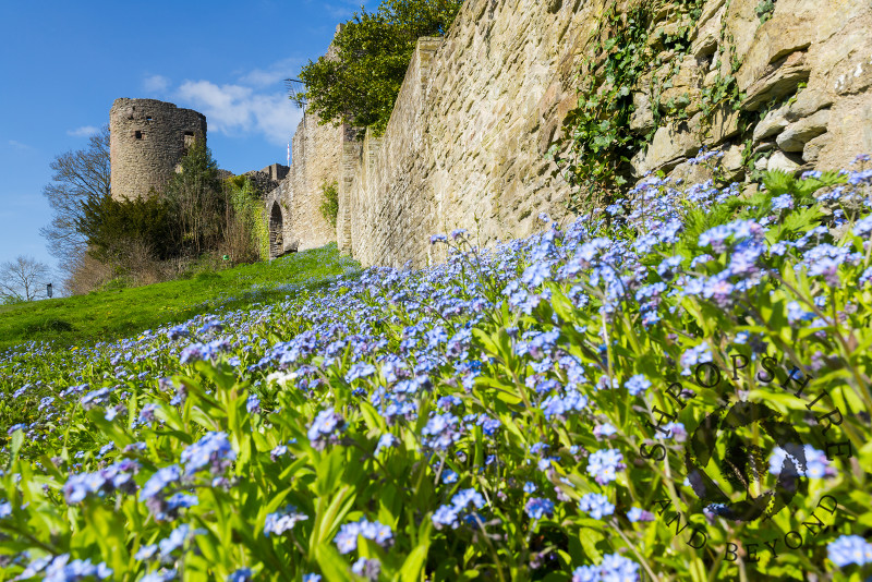A bank of forget-me-nots beneath a wall at Ludlow Castle, Shropshire.