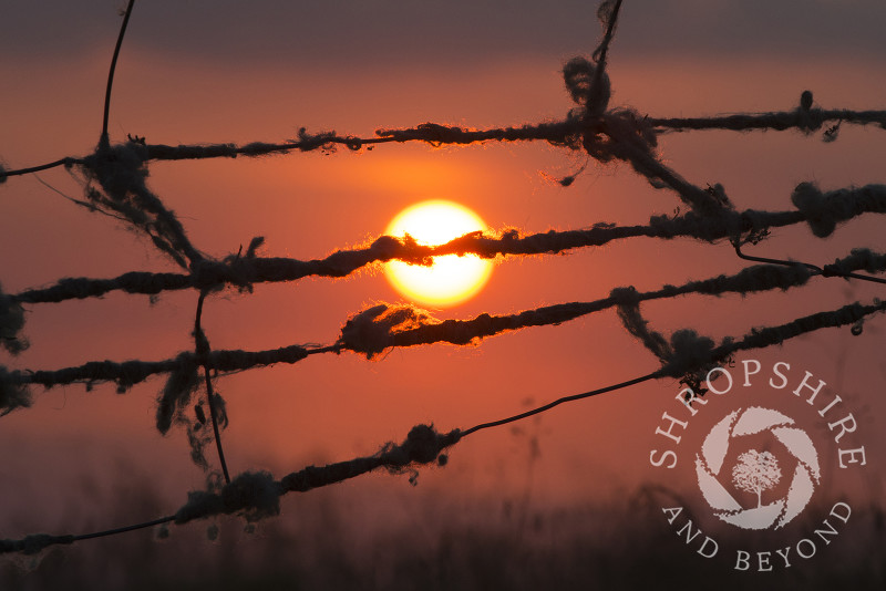 Sunset highlights sheep's wool caught on a fence at the summit of Corndon Hill, Powys, Wales.