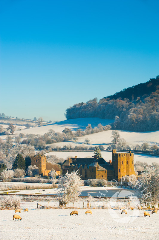 Sheep grazing in the winter snow near Stokesay Castle, Shropshire, England.