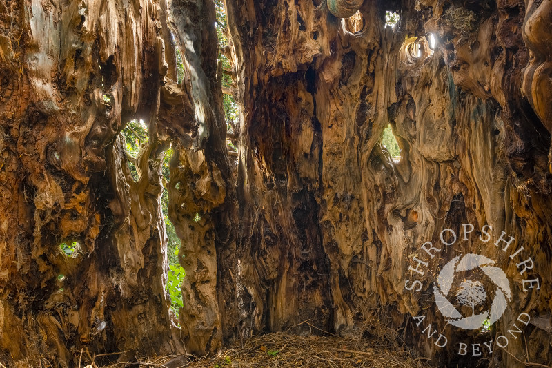 2500 year old yew tree in the churchyard at All Saints Church, Claverley, Shropshire.