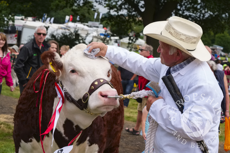 Roger Birch, from Stafford, and Boomer, a Hereford heifer, before going in the parade ring at Burwarton Agricultural Show, near Bridgnorth, Shropshire, England.