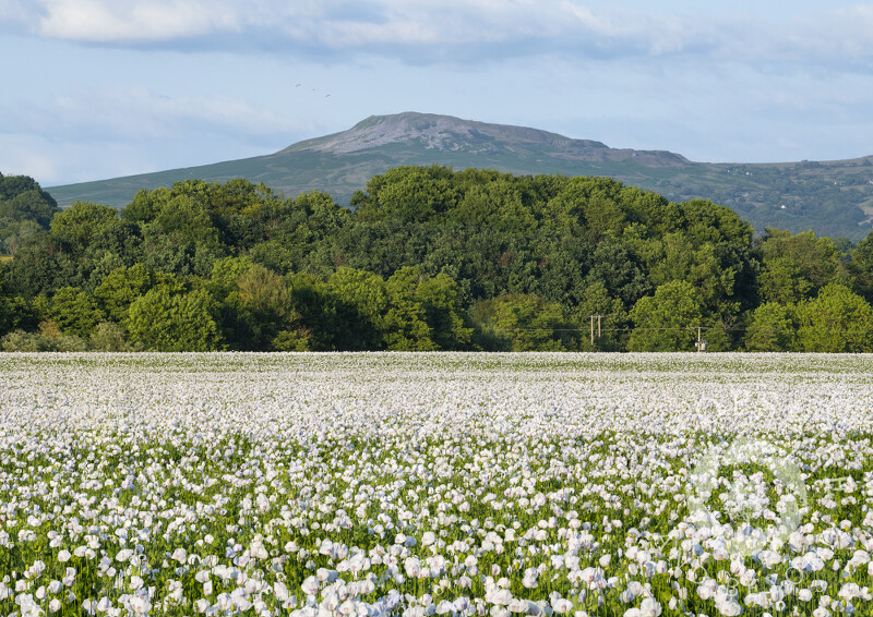 White poppies near Ludlow, Shropshire, with Titterstone Clee in the distance.