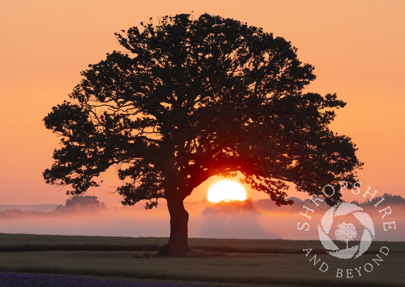 The sun rises beneath a tree on a misty morning at Beckbury in Shropshire.