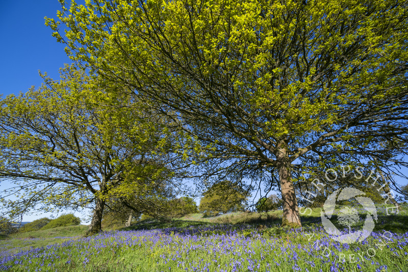 Bluebells on Burrow Hill Camp, an Iron Age hill fort near Craven Arms, Shropshire.