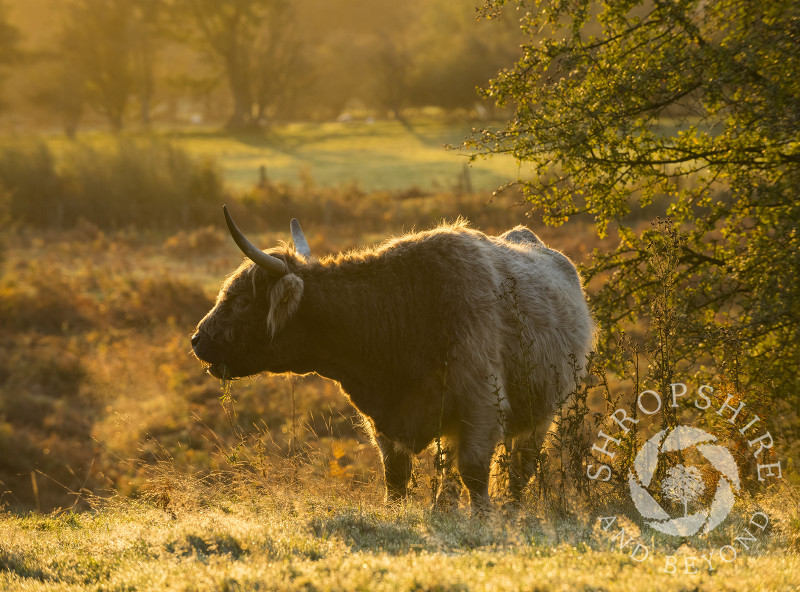 A cow on the Hollies Nature Reserve, Stiperstones, Shropshire.