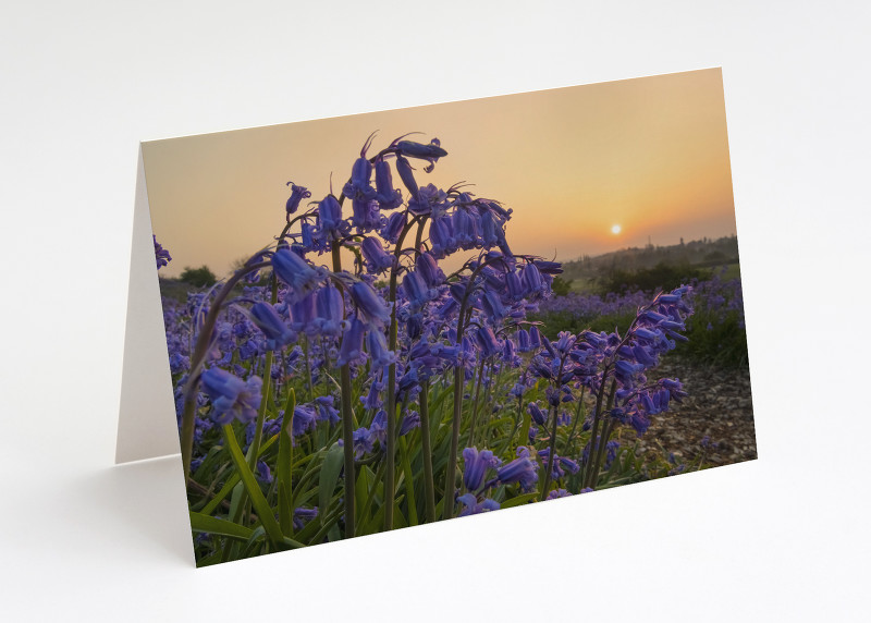 Bluebells at sunrise on Old Oswestry Hill Fort, Shropshire.